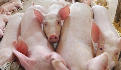 瘦肉精檢測(cè)儀 瘦肉精檢測(cè)儀