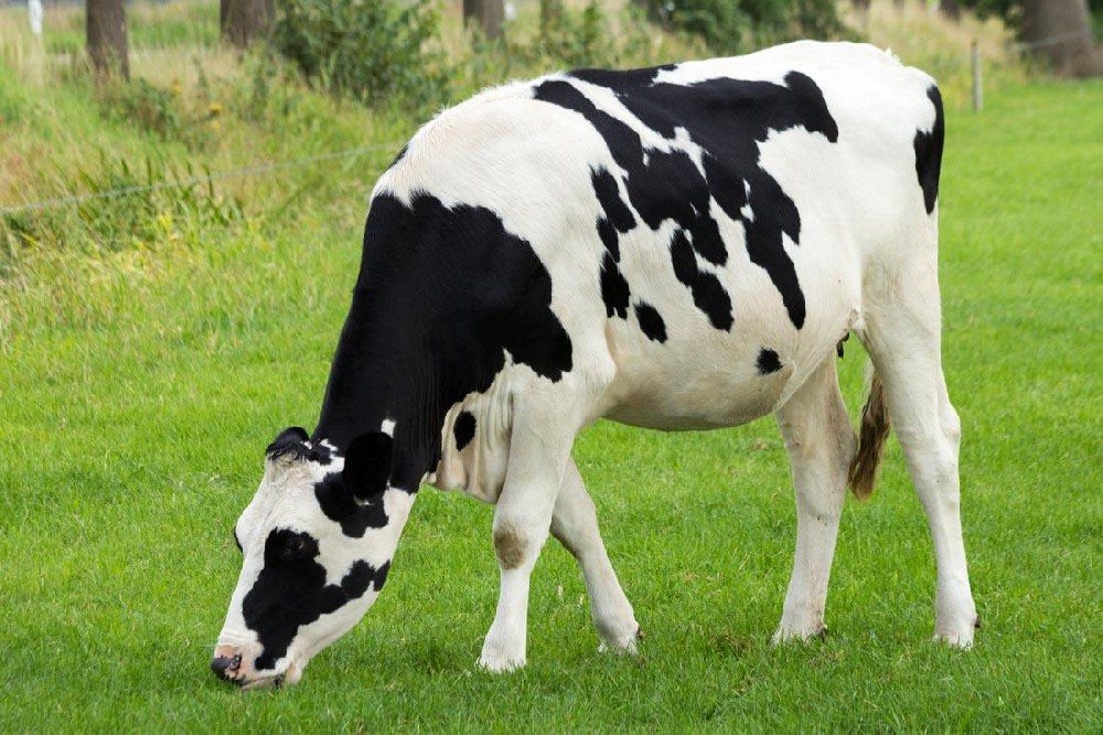 奶牛發(fā)燒用藥，獸藥殘留檢測(cè)儀幫你檢測(cè)是否超標(biāo)