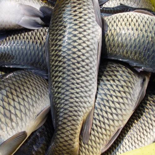 草魚(yú)中檢測(cè)出獸藥殘留，為什么水產(chǎn)品頻頻中招