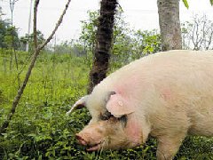 死豬肉流入市場，檢察機(jī)關(guān)正式進(jìn)入調(diào)查