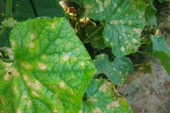 農(nóng)藥殘留速測儀是進(jìn)行農(nóng)殘檢測**的方式嗎？