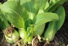 農(nóng)藥殘留速測儀可以規(guī)范農(nóng)藥的使用嗎？