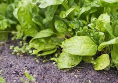 如何選擇性價比高的農(nóng)殘快速檢測儀？